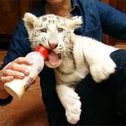 Pet a White Tiger