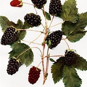 Garden Dewberry (Rubus Aboriginum)