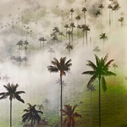 Cocora Valley, Salento, Quindio