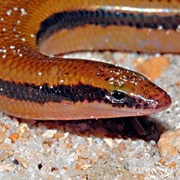 Sakalava Short-Legged Sand Skink