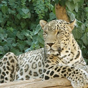 Persian Leopard