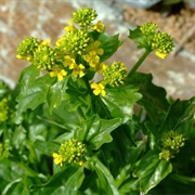 Winter Cress (Barbarea)