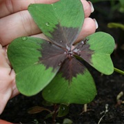 Four-Leaved Pink-Sorrel (Oxalis Tetraphylla)