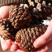 Collect Pine Cones