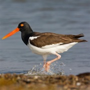 American Oystercatcher