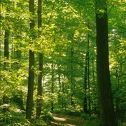 Sacred Grove