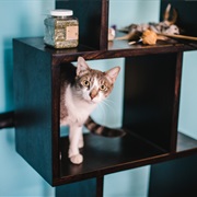 The Catmosphere, Sydney