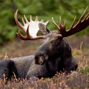 Moose Have Very Poor Vision. Some Have Even Tried to Mate With Cars.