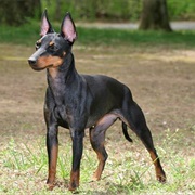 Manchester Terrier