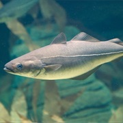 Atlantic Pollock