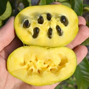 Papaw (Asimina Triloba)