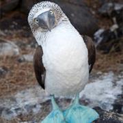 Blue-Footed Booby
