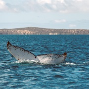 Shark Bay National Marine Park, Australia