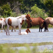 Assateague Pony
