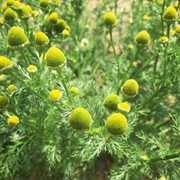 Pineappleweed