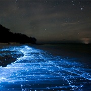 See Bioluminescence