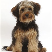 Yorkipoo