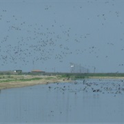 Volta Wildlife Area, California