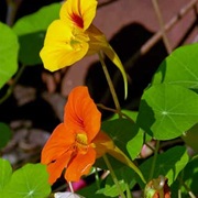 Garden Nasturtium (Tropaeolum Majus)