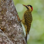 Green-Barred Woodpecker (Colaptes Melanochloros)