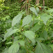 Ebolo / Thickhead (Crassocephalum Crepidioides)