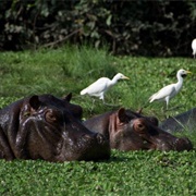 Lagoas Cufada National Park