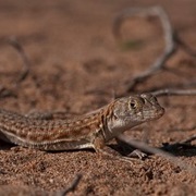 Spiny-Tailed Fringe-Toed Lizard