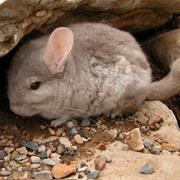 Long-Tailed Chinchilla