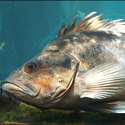 Bocaccio (Sometimes Called: Salmon Grouper)