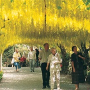 Visit an Open Garden