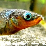 Sticleback