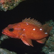 Starry Rockfish (Aka: Spotted Corsair, Spotted Rockfish, Chinafish)