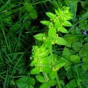 Crosswort (Cruciata Laevipes)