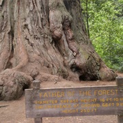 Big Basin Redwoods State Park, CA