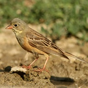 Ortolan Bunting