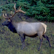 American Elk