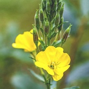 Evening Primrose