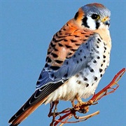 American Kestrel