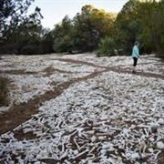 Million Bones Project