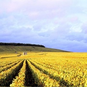 Côte Des Blancs Champagne Route