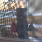 Cardinal at Feeder