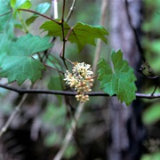 Vitis Munsoniana