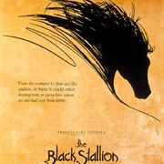 The Black Stallion