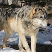 Great Plains Wolf