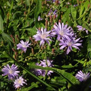 Blue Lettuce (Lactuca Tatarica)