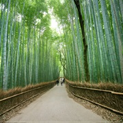 Walk Through the Arashiyama Bamboo Forest