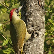 European Green Woodpecker