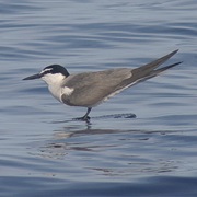 Gray-Backed Tern