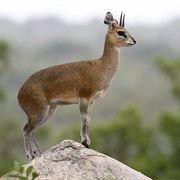 Klipspringer