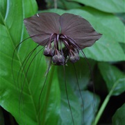 Black Bat Flower (Tacca Chantrieri)